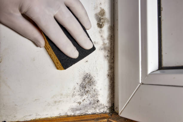 Biohazard Mold Removal in Montrose, PA